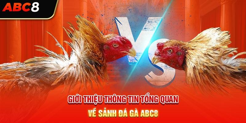 Cùng ABC8 tìm hiểu thế nào là chọi kê cựa dao